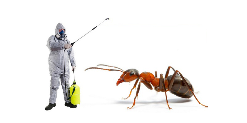 ant pest control