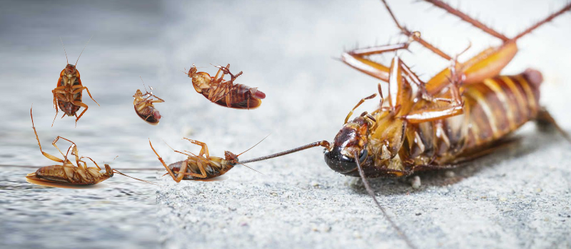 Cockroach Pest Control Services in Abu Dhabi