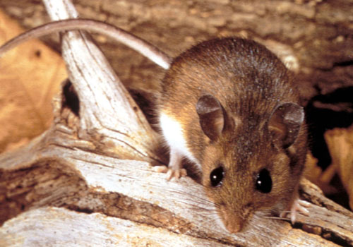 Pest Control Company In Abu Dhabi | Rat Control Services